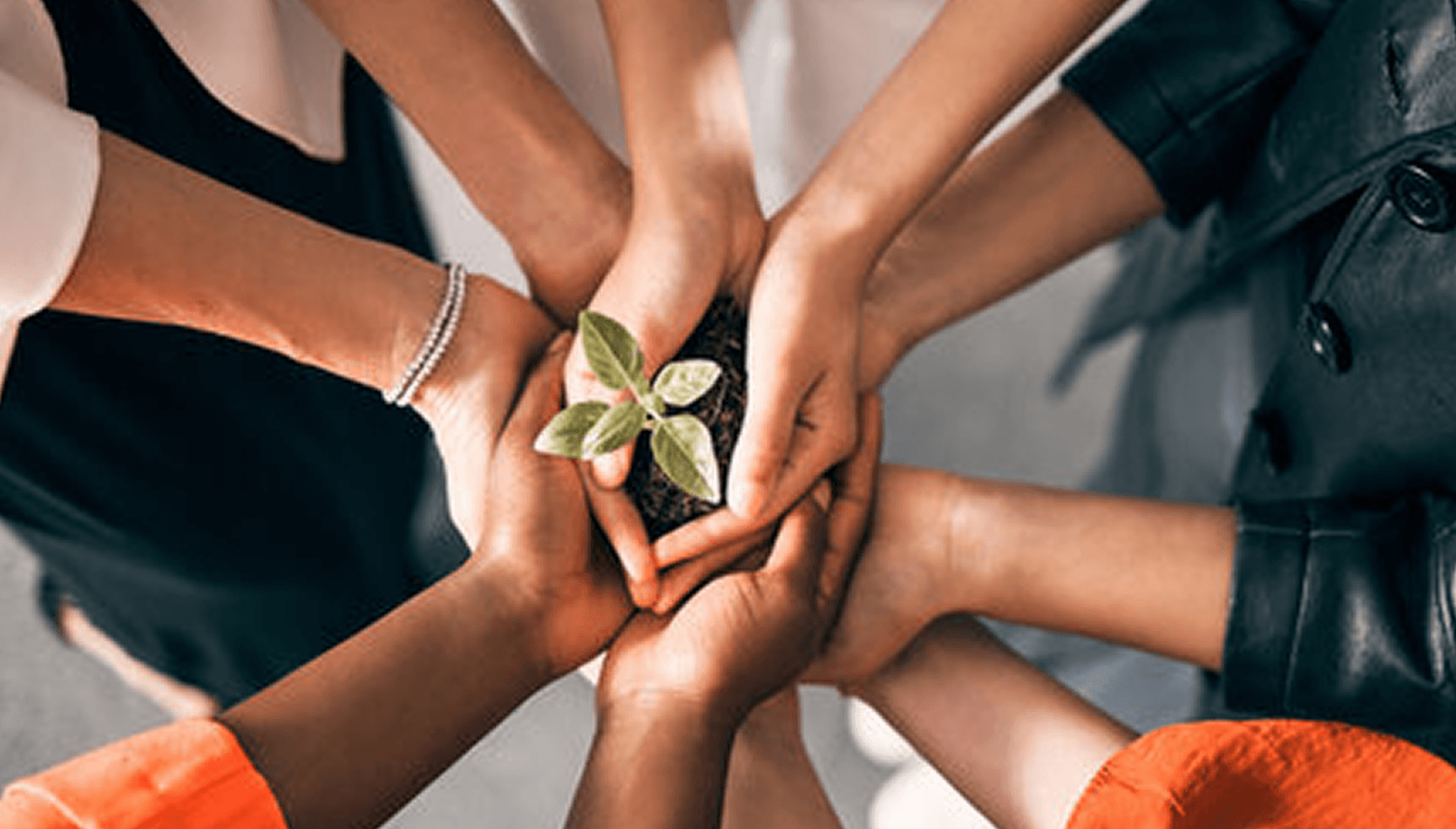 NGOs & Cultural Institutions